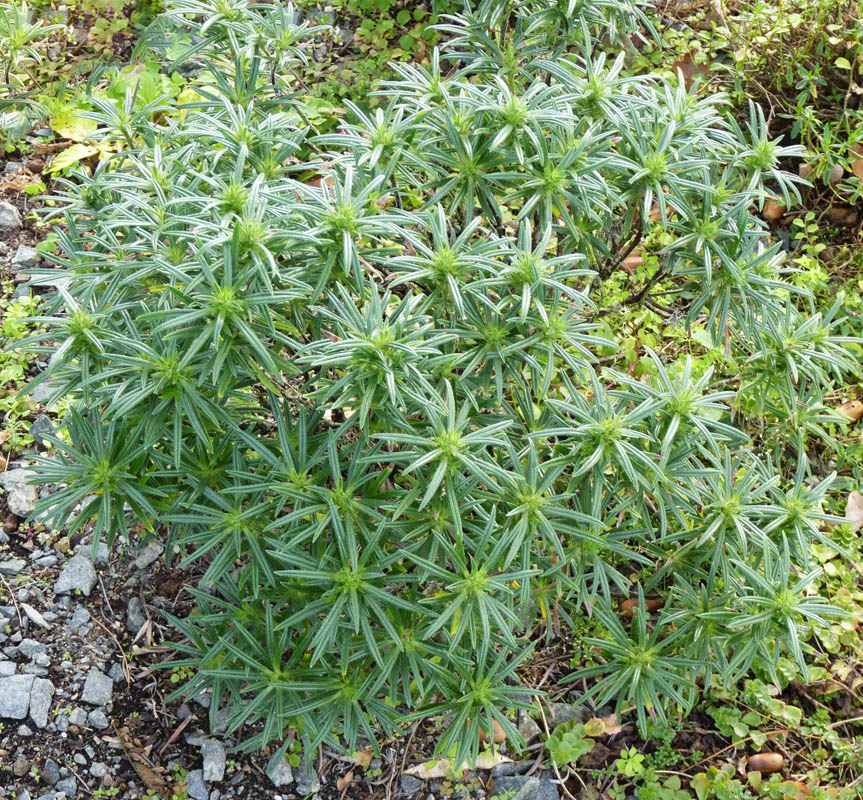 Lithodora zahnii photo